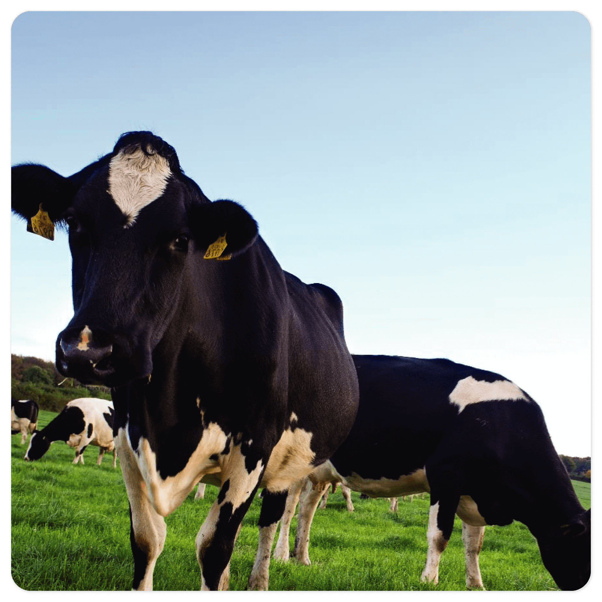 Procesamiento de Alimentos